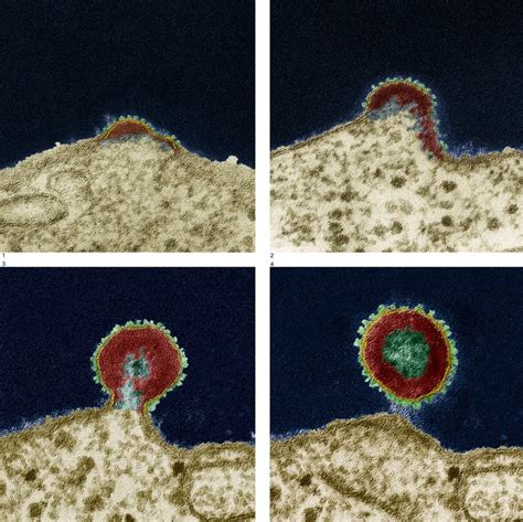Virus Morphology Structure And Classification Features