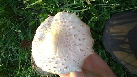 Mushrooms Found Growing On Lawn In Central Texas Mushroom Hunting And