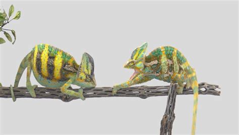 In Images Colorful Chameleons Change Colors During Combat Live Science