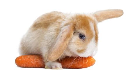 Satin Mini Lop Rabbit Eating A Carrot Lying On It Isolated Stock