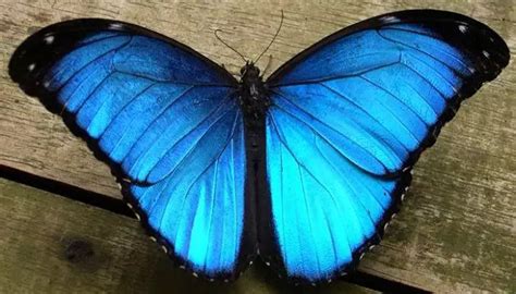 Mariposa Morfo Azul Significado Características Dato Interesante Y