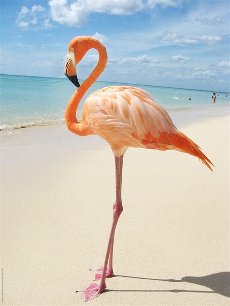Pink Flamingo Standing On A Sandy Tropical Beach In The Caribbean By