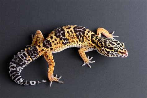 Leopard Gecko Eublepharis Macularius Photograph By David Kenny Pixels