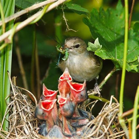 Mama Birds Feeding Baby Birds 8 Heart Warming Photos Bit Rebels