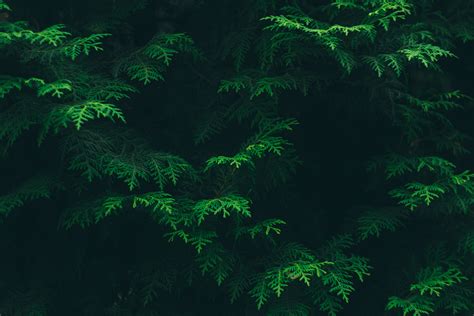 Free Images Forest Night Texture Foliage Pattern