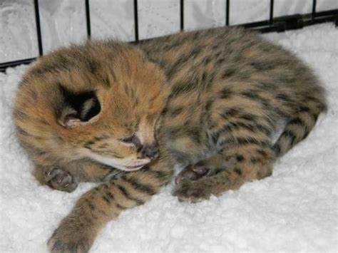 Savannah Cat Rescue Colorado Cat Meme Stock Pictures And Photos