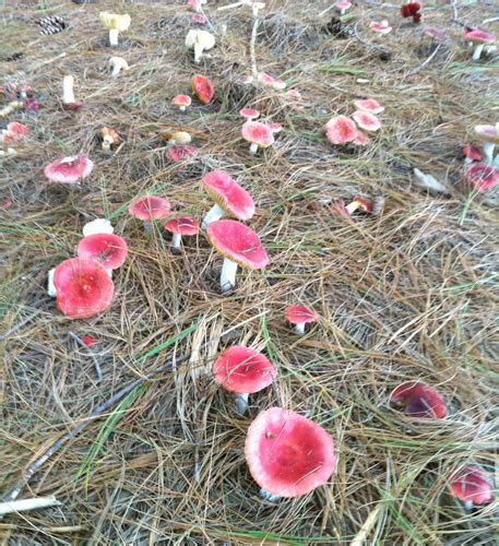 Missouri Conservation Prairie Garden Trust