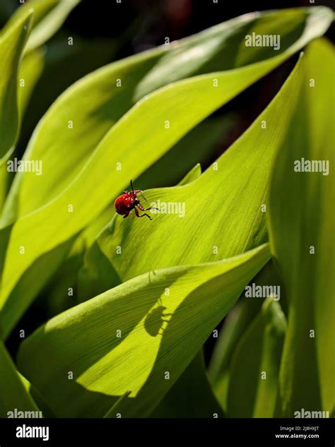 Bright Red Leaf Beetle Lilioceris Merdigera Stock Photo Alamy