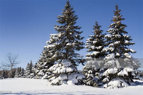 Snow On Winter Evergreen Pine Tree Forest Landscape