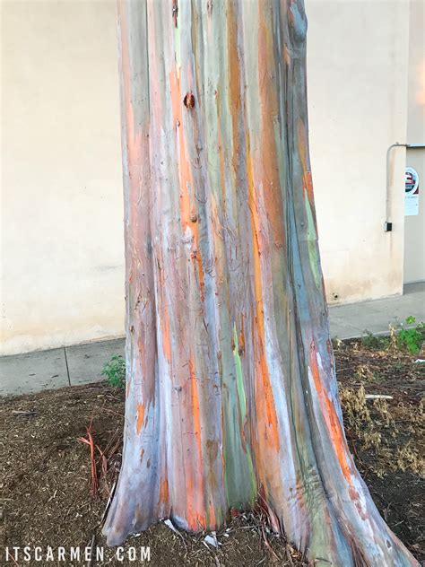 Rainbow Eucalyptus Tree In Balboa Park San Diego Carmen Varner