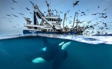 Of A Fishing Boat With A Killer Whale Underneath Hd Wallpaper Pxfuel