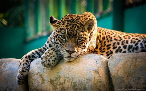 Jaguar Look Predator Wild Cat Wallpaper Background Best Stock Photos