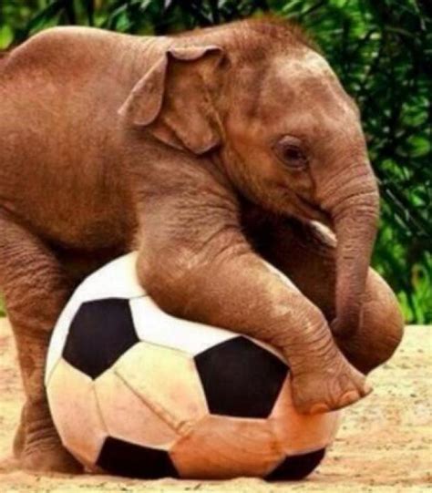 Animals Playing Soccer Just As Awesome As You Would Expect The18