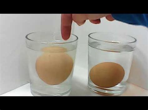 detección Estúpido ruptura huevo flota en agua ganado polla consumo