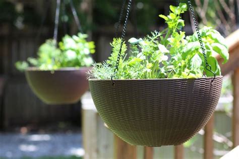 Using Hanging Baskets Is A Fun Way To Incorporate Useful Plants Like