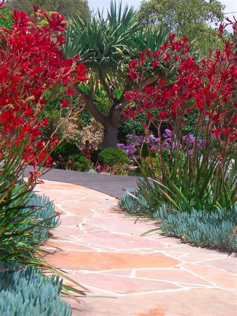 Jenny Smith Gardens Plant Of The Month Anigozanthos Flavidus Big Red