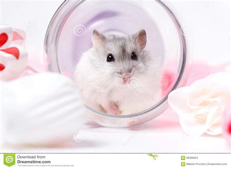 Jungar Hamster In An Inverted Glass Stock Photo Image Of Mustache