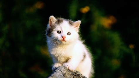 Cute Cat Wallpapers 67 Images