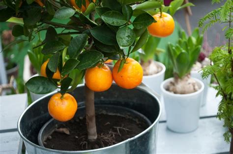 How To Care For A Citrus Tree Pughs Garden Centres