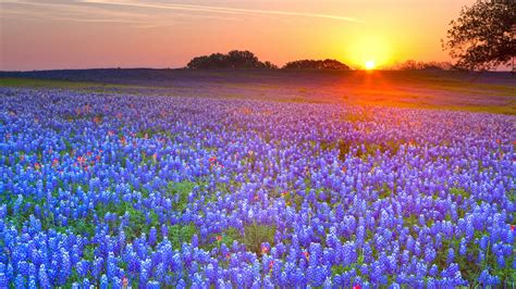 Download Sunrise Texas Flower Sunset Field Nature Texas Bluebonnets Hd