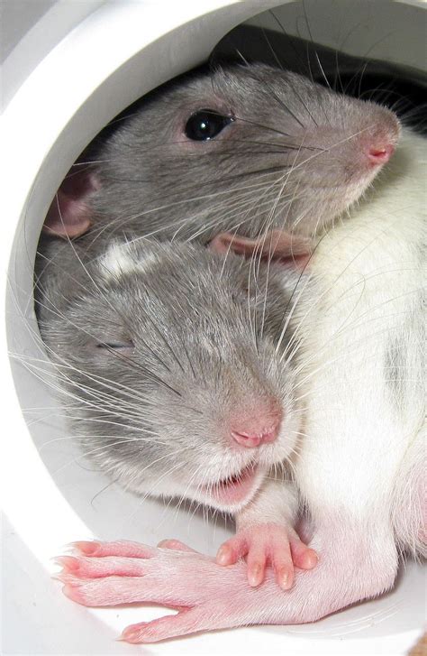 Any Love For Ratties Pics Of My Dumbo Rat Brothers Basil And Mako