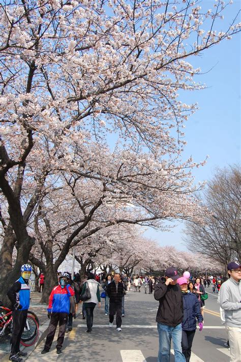Budget Travel Guide South Korea: When is the best season to visit Korea?