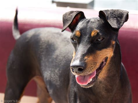 Manchester Terrier Dog Breed Information All About Dogs