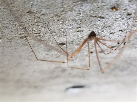 Pholcus Phalangioides Long Bodied Cellar Spider In Williams Lake