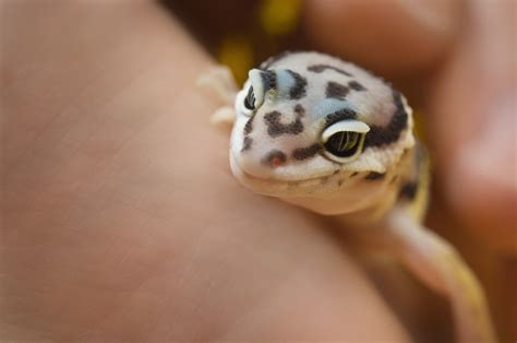 7 Pet Reptiles That Stay Small Answered By Vet Tech