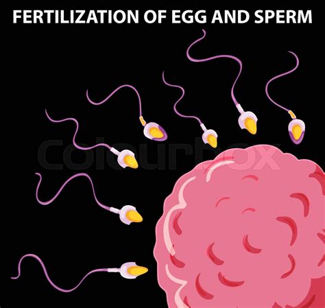 Diagram Showing Fertilization Of Egg And Sperm Stock Vector Colourbox