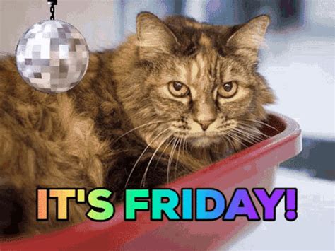Purrfect Its Friday  Purrfect Its Friday Cat Discover And Share S