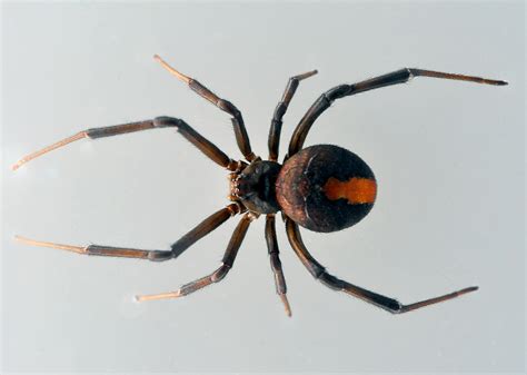 This does not occur at high rates in all widow species. Redback Spider - Latrodectus hasseltii