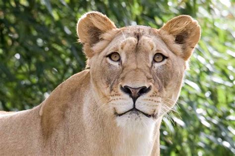 Lion populations declining rapidly in Africa, New Study | InfoCongo