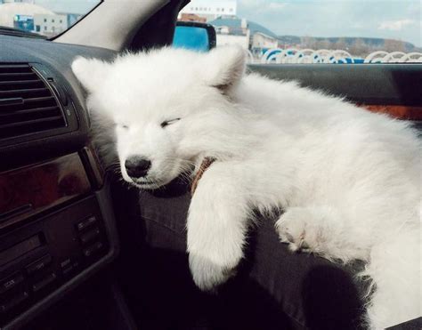 15 Funny Pictures Explaining Why We Love Samoyed Dogs So Much