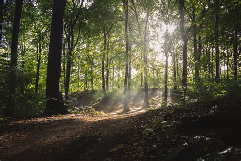 Sunlight Passing Through Forest Trees · Free Stock Photo