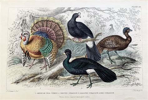 Antique Turkey Print From 1857 Crested Curassow Vintage Etsy