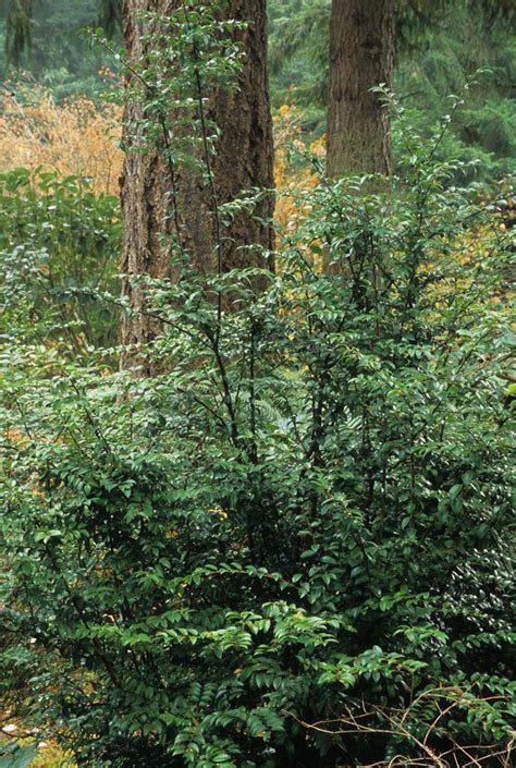 A Pacific Northwest Native The Evergreen Huckleberry Vaccinium Ovatum