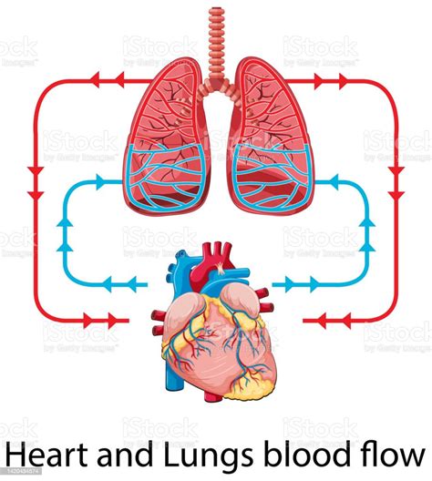Ilustración De Diagrama Que Muestra El Flujo Sanguíneo Del Corazón