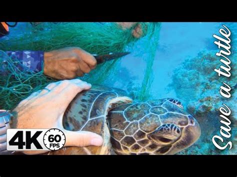 We Rescue A Sea Turtle Tangled In Net Youtube