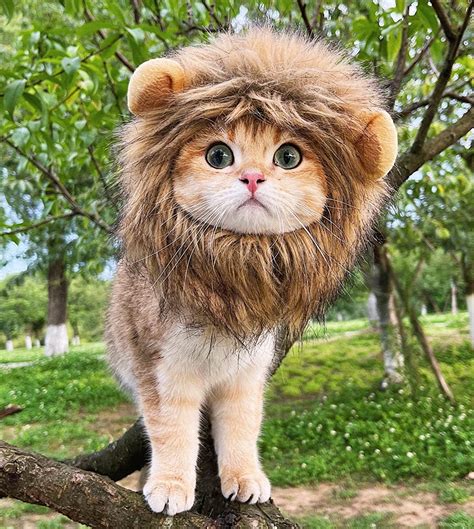 Buy Rosylife Lion Mane Wig For Cat Costume Pet Adjustable Washable