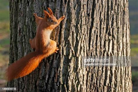 Squirrels Climbing A Tree Photos And Premium High Res Pictures Getty