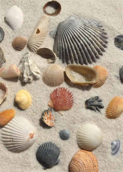 Beach Treasures Stock Image Image Of Beach Shells 145776071