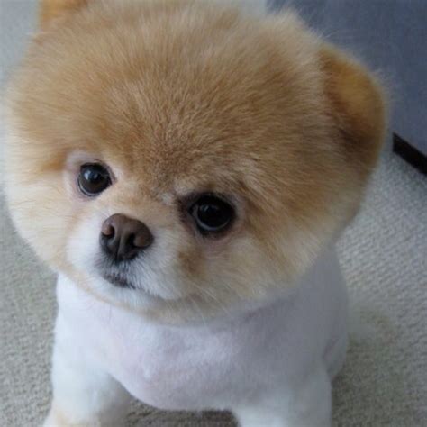 Boo Cutest Dog Ever Animals Pinterest