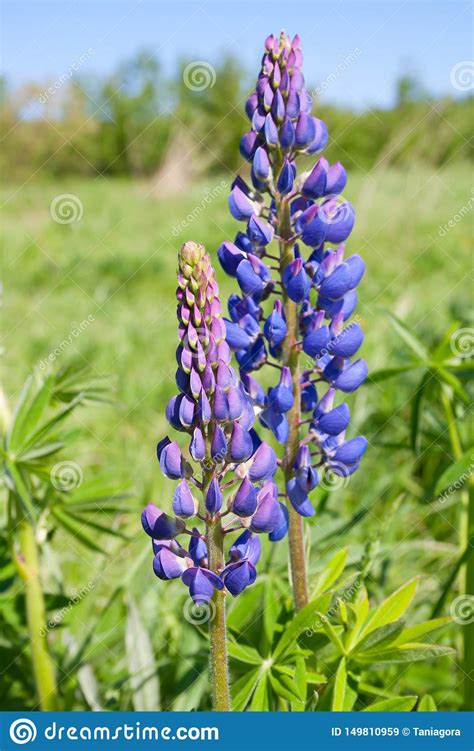 Violet Lupine Flower On A Summer Meadow Stock Image Image Of Blue