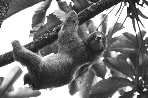 Three Toed Sloth 3 Photograph By Tom Clayton Fine Art America