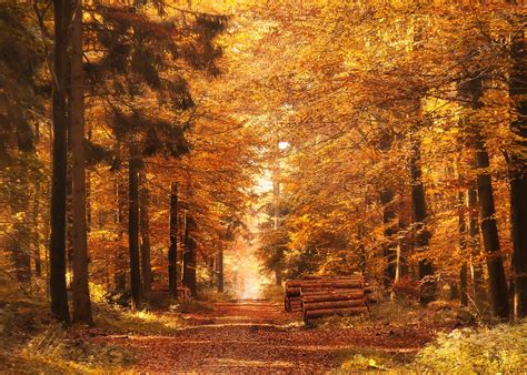 Forest Path Autumn Fall Leaves Free Photo On Pixabay