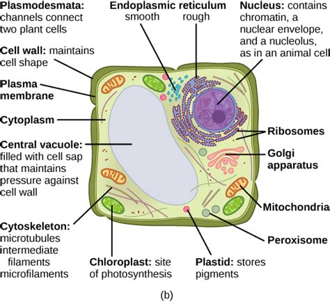 Vacuole In Animal Cell And Plant Cell