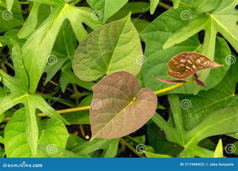 Sweet Potato Ipomoea Batatas Leaves Called Ubi Jalar In Indonesia