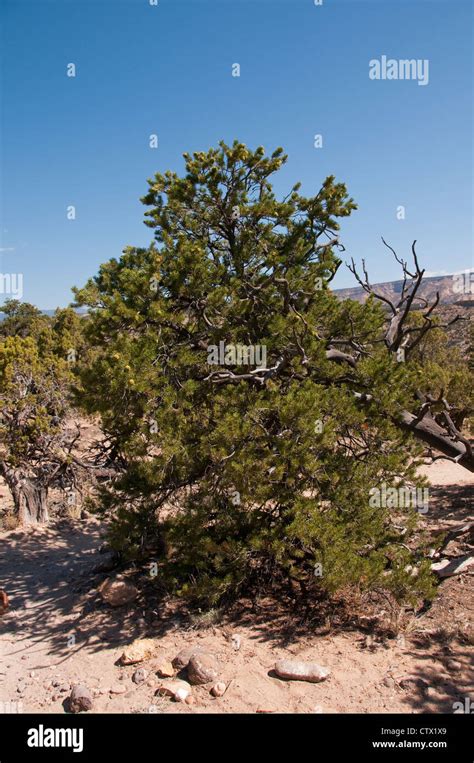 Usa Utah Trees Pinon Pine And Utah Juniper At Escalante In Petrified