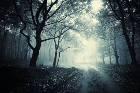 Path Trough A Dark Mysterious Forest With Fog Stock Image Image Of